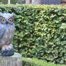 Vogelschreck Eule