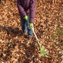 Children rake green