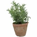 Art herbs - pot thyme - S