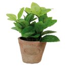 Art herbs - pot mint - S