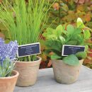 Art herbs - pot chives - S