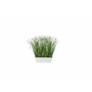 Gras in Schale mit Bl&uuml;ten creme, ca. 37 cm