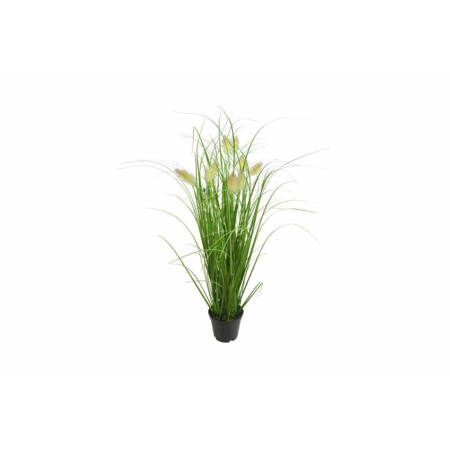 Gras im Topf mit Fuchsschwanz, ca. 58 cm