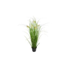 Grass in pot with foxtail, about 58 cm