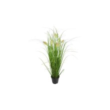 Herbe en pot avec queue de renard, env. 58 cm