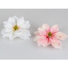 Magnolia drijvend, ca. 16 cm
