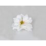 Magnolia floating white
