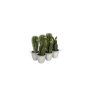 Cactus en pot - Feuille