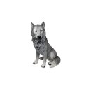 Wolf, Welpe, ca. 50 cm