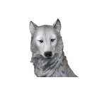 Wolf, Welpe, ca. 50 cm
