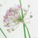 Tischläufer "Allium"