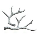 Trendy decorative antlers "Silver" in Natural...