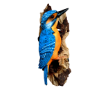 IJsvogel vogel blauw op boomstam f. muur