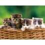 3D Placemat Katje Set van 2