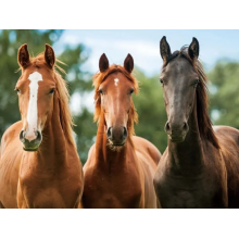 Set of 2 3D place mat horses brown