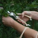 Edelstahl Obst und Blumenschere