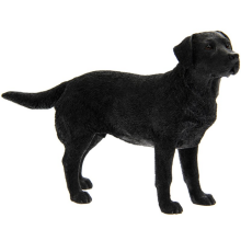 Labrador zwart