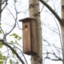 Nistkasten für Buntspecht aus Kieferholz